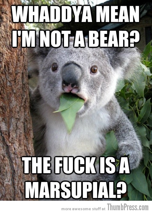 Koala-Bear-Meme-1.jpg