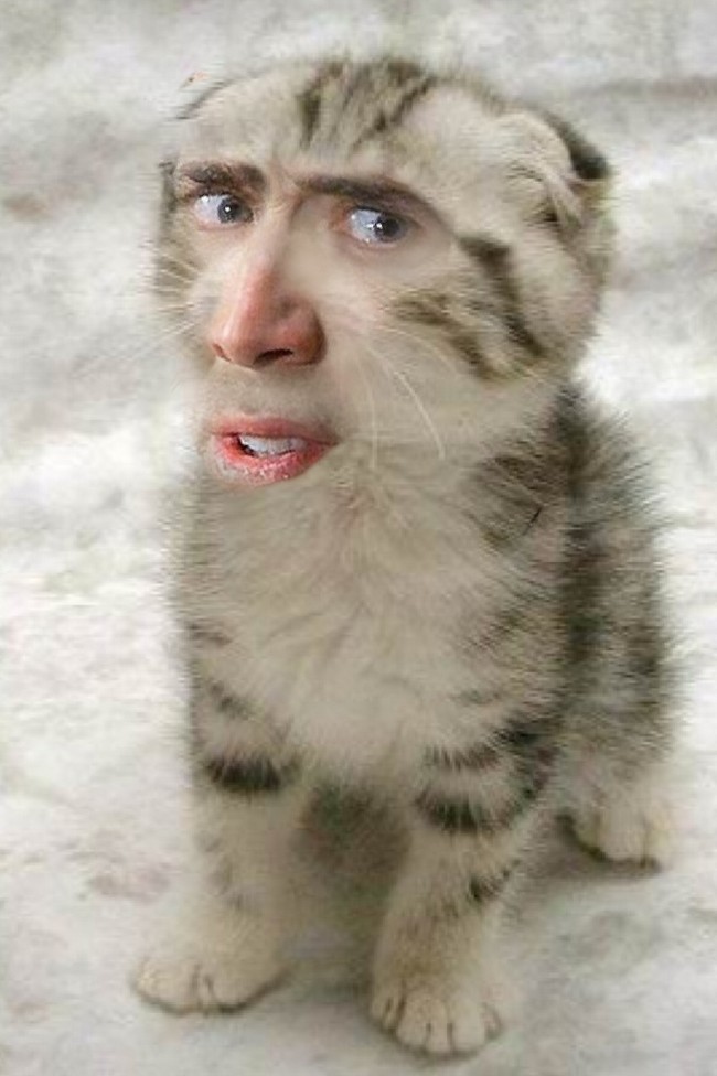 cage-cats3.jpg