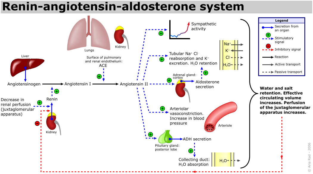 Renin-angiotensin-aldosterone_system.png