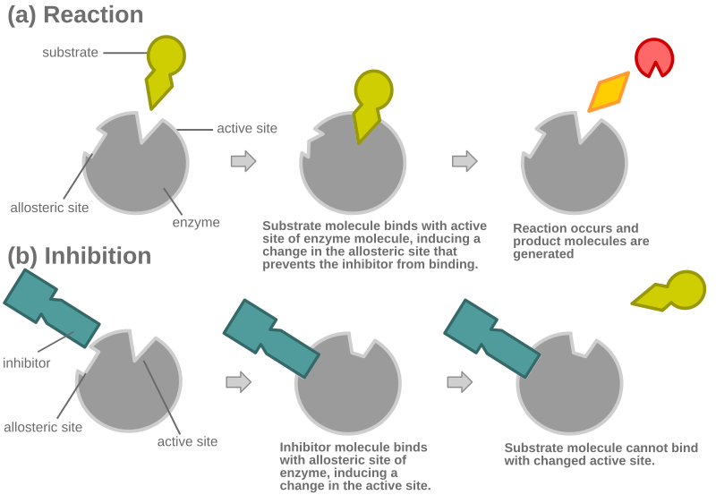 800px-Allosteric_comp_inhib_2.svg.png