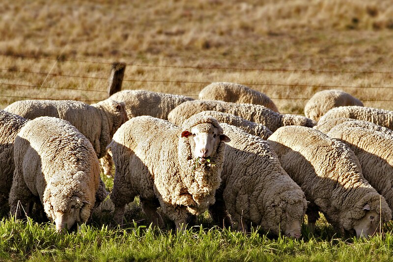 800px-Sheep_eating_grass_edit02.jpg