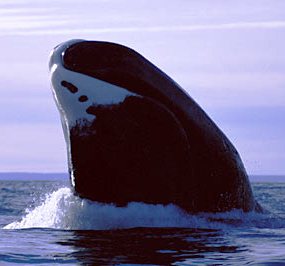 BowheadWhale3.jpg