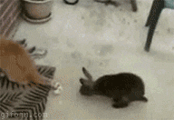 cat-vs-rabbit1.gif