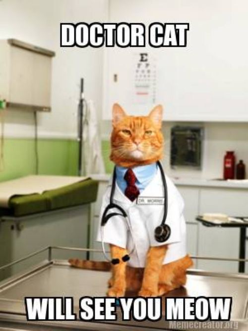 doctor-cat-lol-caturday-kitten.jpg