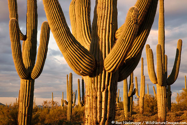 Saguaro-cacti.jpg