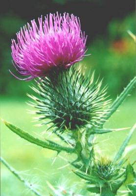 an-ode-to-a-thistle-21225853.jpg