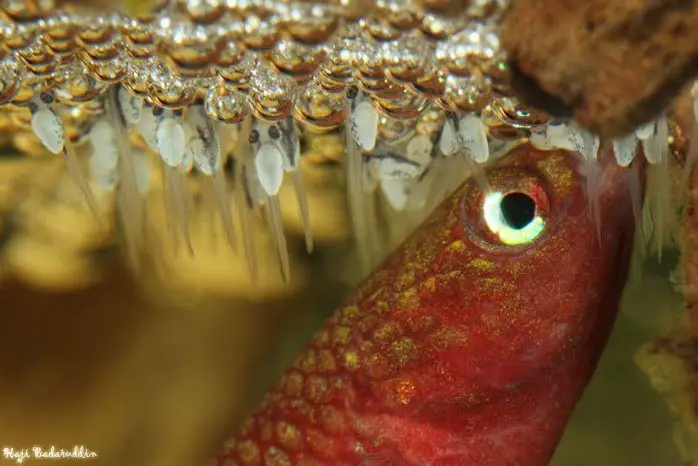 Betta-brownorum-male-and-nest.jpg