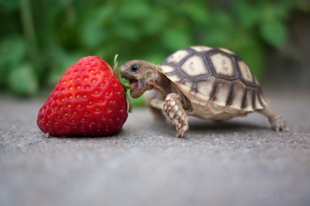 baby-turtle-eats-strawberry.jpg