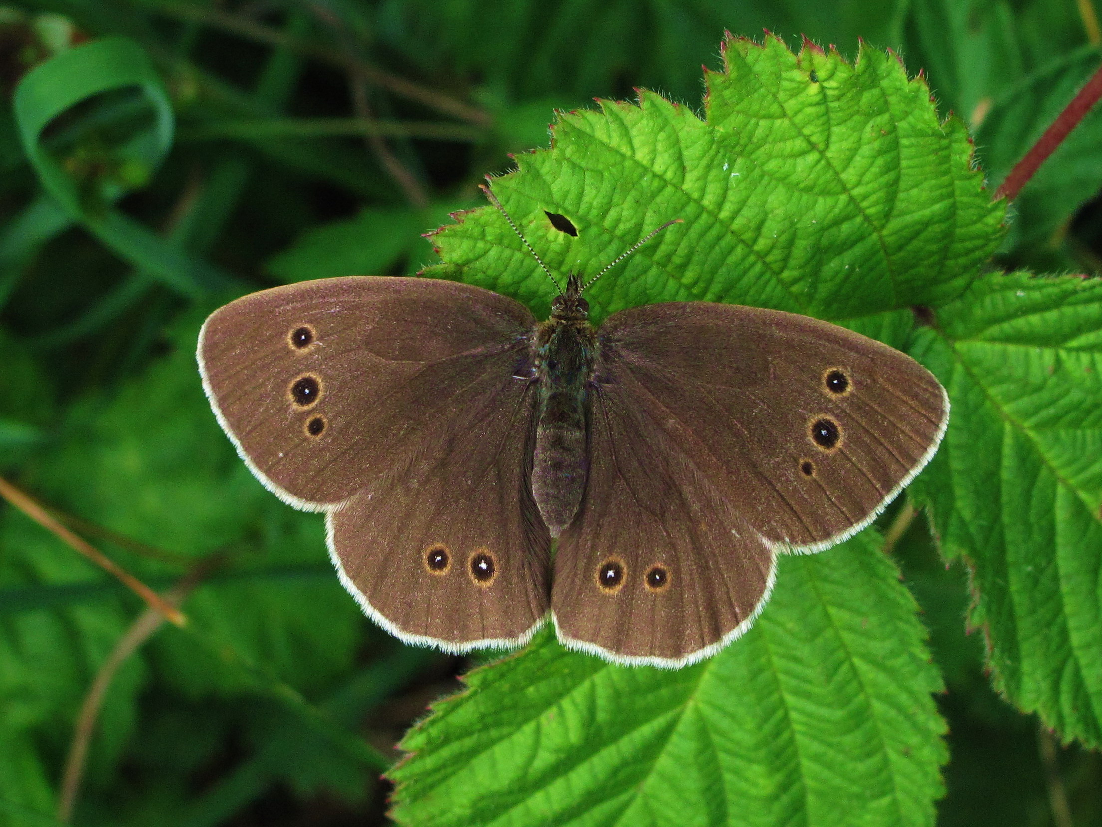 IMG_4321-01-Ringlet-Female-Southwater-Wood-Sussex-8-July-10-Vince-Massimo.jpg