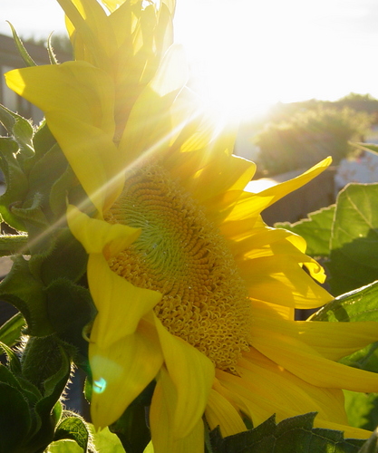 sunflower-the-sun-large-msg-118919948622.jpg