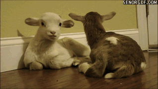 Baby Goat Gets Tired - Señor GIF - Pronounced GIF or JIF?
