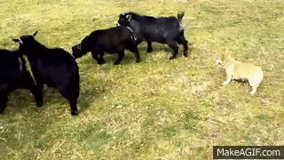 Corgi Herding Goats on Make a GIF