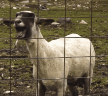 Screaming Goat GIFs | Tenor