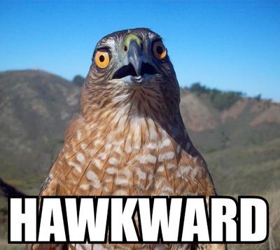 hawkward.jpg