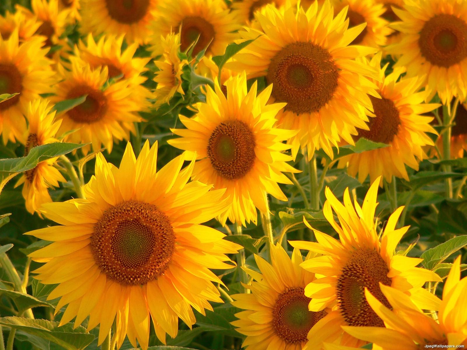 tumblr_static_sunflowers-2-891487.jpeg