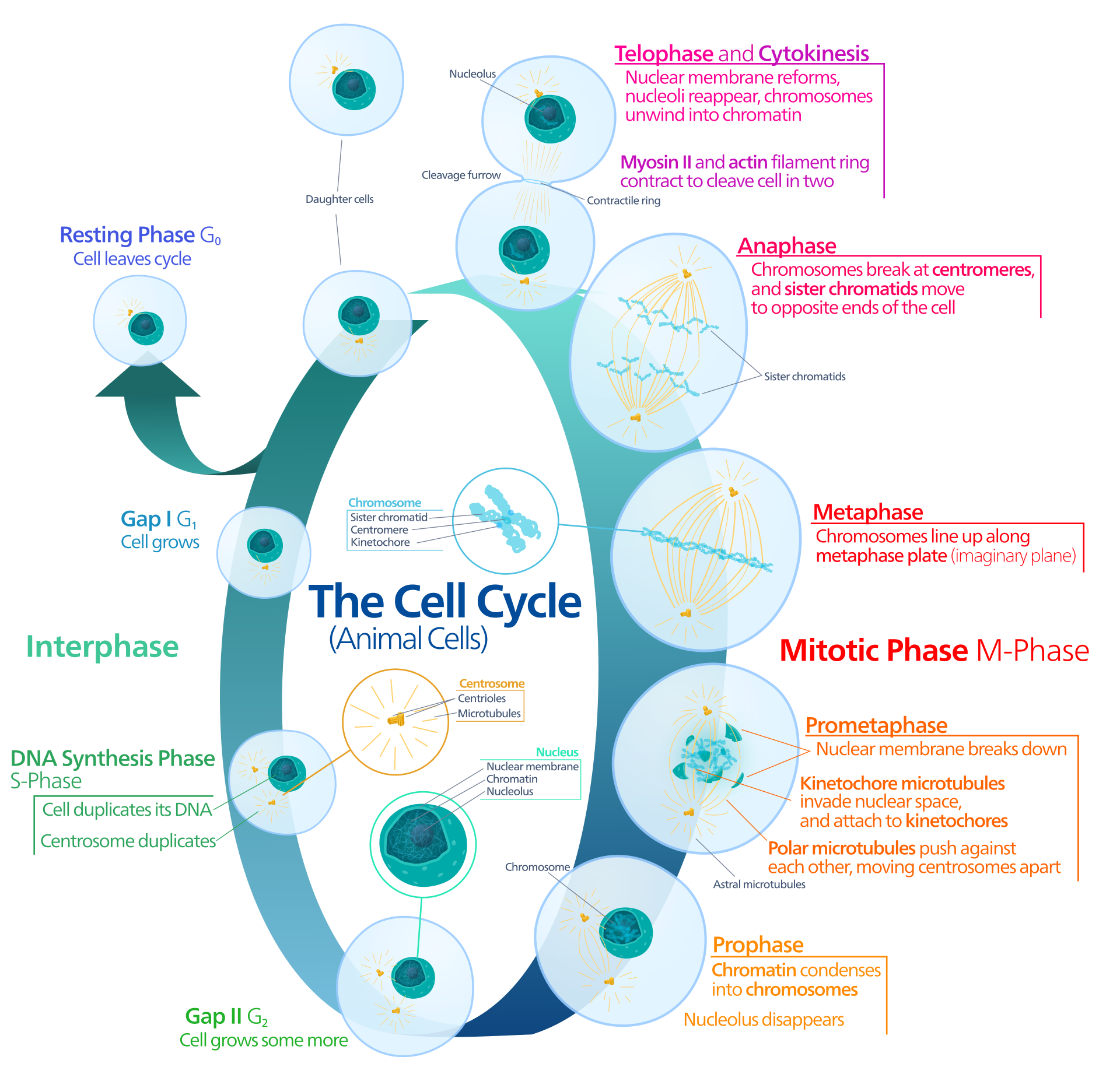 1920px-Animal_cell_cycle-en.svg.png