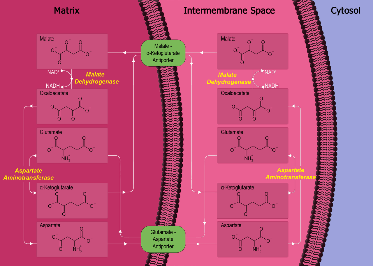 1280px-Malate-aspartate_shuttle.png