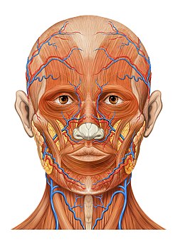 250px-Head_ap_anatomy.jpg
