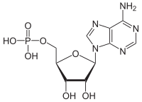 200px-Adenosinmonophosphat_protoniert.svg.png