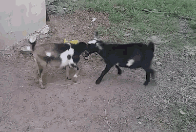 1000013874.gif