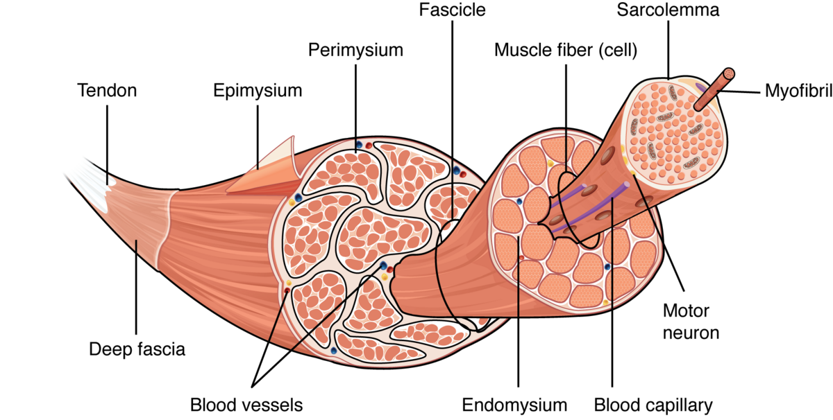 1001_Muscle_Tissue_revised.png