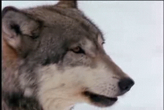 1572475216049.gif