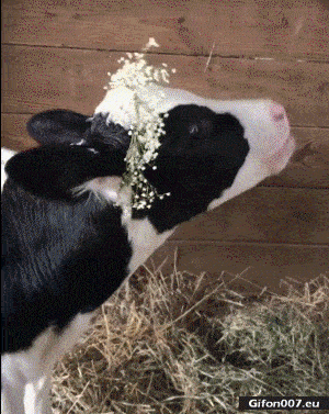 1713921276377.gif