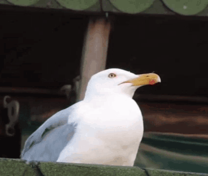 1752026499887.gif