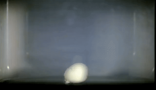19D887E7-7CEA-452A-BDEF-F14BE2C3FD12.gif