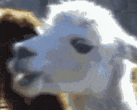 200w.gif