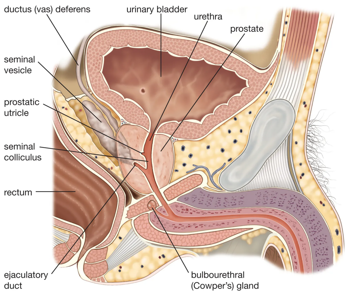 2023-02-17 16_25_14-Ductus deferens _ anatomy _ Britannica.png