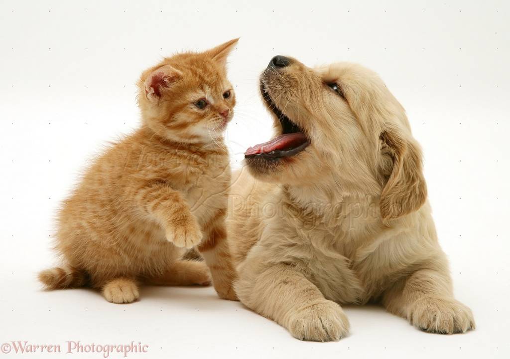 24777-Golden-Retriever-pup-with-ginger-kitten-white-background.jpg