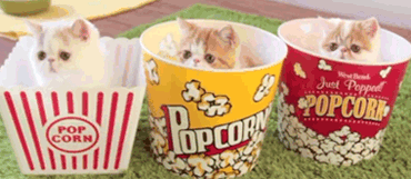 3rgXBBSf6Z0yjQ0Yjm.gif