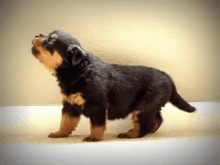 766178B5-954A-4A98-8CED-47EEC8B01C8D.gif