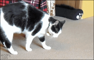 AB5DA0A8-5124-4122-9829-B4B4DE9C586B.gif