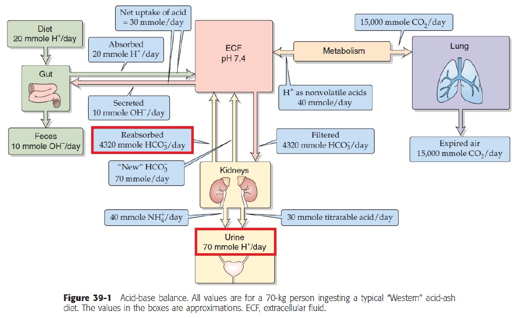 acid-base balance.jpg