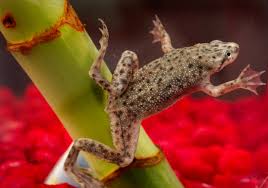 African dwarf frog.jpg