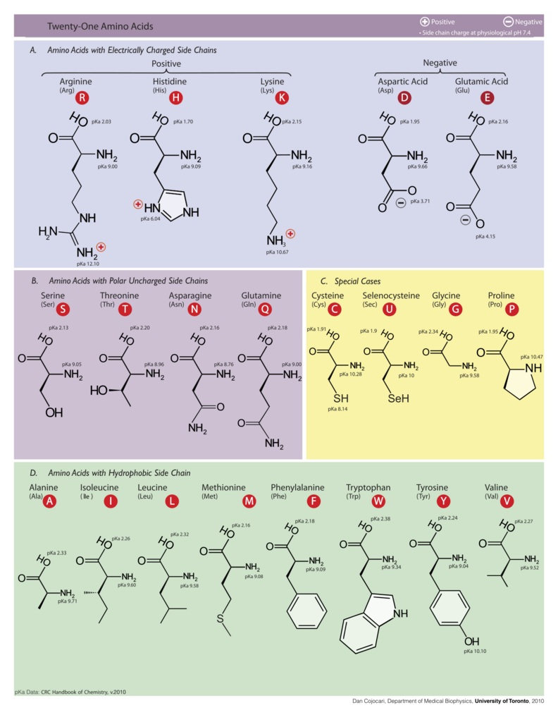 amino-acids.png