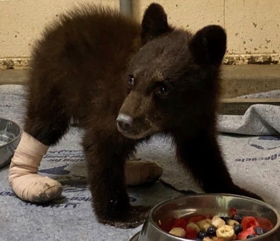 Antelope Bear Cub Recovering.jpg