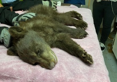 Antelope bear cub surgery.jpg