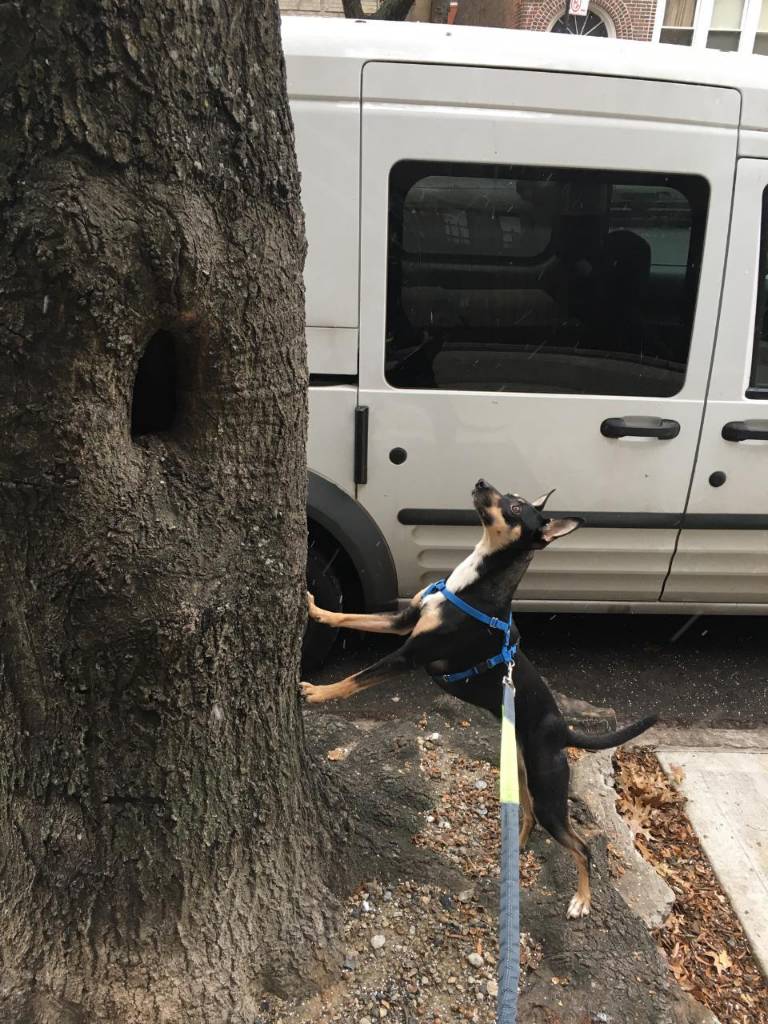 Attach47359_20181213_130356.jpeg