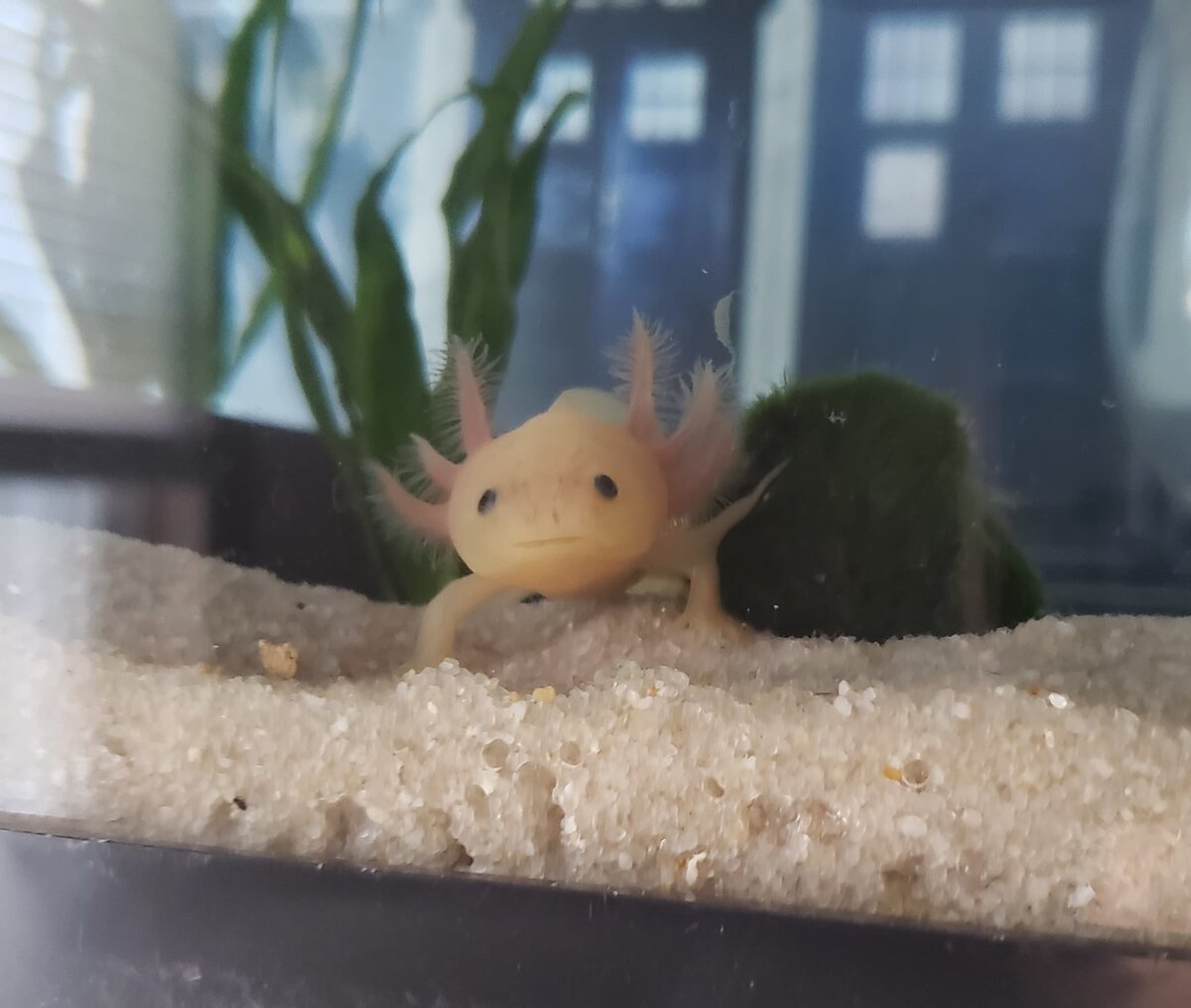 axolotl2.jpg