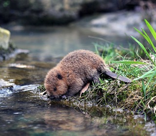 baby beaver.jpg