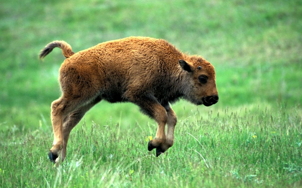 Baby-Bison-Running-HD-Wallpaper-00271.jpg