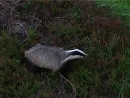 badger.gif