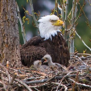 baldeaglebird.jpg