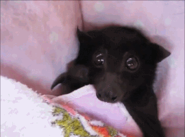 bat.gif