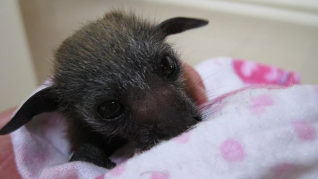 bat.jpg