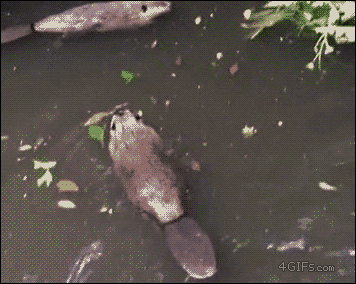 beaver.gif