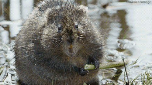 beaver.gif